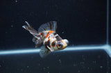 Butterfly  Calico 3.5 Inch (ID#228B8b-49) Free2Day SHIPPING