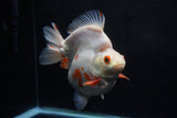 Giant Ryukin  Red White 6 Inch (ID#1220Ry7a-95)