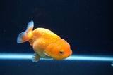 Juvenile Lionchu  Red White 3.5 Inch (ID#1008R11a-25) Free2Day SHIPPING