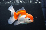 Juvenile Thai Oranda  Red White 3.5 Inch (ID#404T13b-63) Free2Day SHIPPING