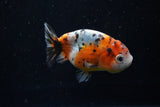 Ranchu  Calico 3.5 Inch (ID#1008R5c-81) Free2Day SHIPPING