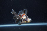 Butterfly  Calico 3.5 Inch (ID#228B8b-49) Free2Day SHIPPING