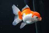 Juvenile Thai Oranda  Red White 3.5 Inch (ID#404T13b-63) Free2Day SHIPPING