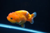 Juvenile Lionchu  Red White 3.5 Inch (ID#1008R11a-25) Free2Day SHIPPING