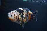 Milk Cow Ranchu  Calico 4.5 Inch (ID#1227R10c-88) Free2Day SHIPPING