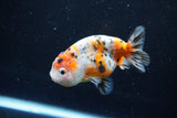 Ranchu  Calico 3.5 Inch (ID#1008R5c-81) Free2Day SHIPPING