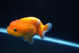 Juvenile Lionchu  Red White 3.5 Inch (ID#1008R11a-25) Free2Day SHIPPING