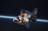 Butterfly  Calico 3.5 Inch (ID#228B8b-49) Free2Day SHIPPING