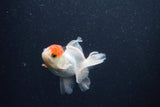 Baby Thai Oranda  Tricolor 3 Inch (ID#1015ToPTA-42) Free2Day SHIPPING