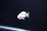 Baby Ranchu  Calico 2.5 Inch (ID#1112R9c-38) Free2Day SHIPPING