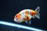 Ranchu  Calico 3.5 Inch (ID#1008R5c-81) Free2Day SHIPPING