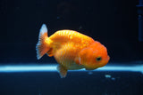 Juvenile Lionchu  Red White 3.5 Inch (ID#1008R11a-25) Free2Day SHIPPING