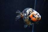 Milk Cow Ranchu  Calico 4.5 Inch (ID#1227R10c-88) Free2Day SHIPPING