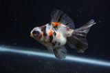 Butterfly  Calico 3.5 Inch (ID#228B8b-49) Free2Day SHIPPING
