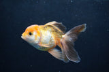 Juvenile Thai Oranda  Tricolor 4 Inch (ID#404T13b-64) Free2Day SHIPPING