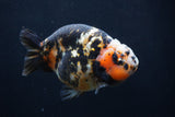 Milk Cow Ranchu  Calico 4.5 Inch (ID#1227R10c-88) Free2Day SHIPPING