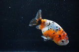 Ranchu  Calico 3.5 Inch (ID#1008R5c-81) Free2Day SHIPPING