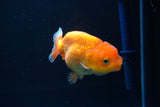 Juvenile Lionchu  Red White 3.5 Inch (ID#1008R11a-25) Free2Day SHIPPING