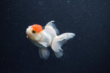 Baby Thai Oranda  Tricolor 3 Inch (ID#1015ToPTA-42) Free2Day SHIPPING