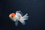 Baby Thai Oranda  Tricolor 3 Inch (ID#1015ToPTA-42) Free2Day SHIPPING