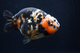 Milk Cow Ranchu  Calico 4.5 Inch (ID#1227R10c-88) Free2Day SHIPPING