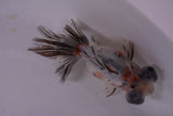 Butterfly  Calico 3.5 Inch (ID#1203B8b-50) Free2Day SHIPPING. Please see notes