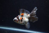 Butterfly  Calico 3.5 Inch (ID#228B8b-49) Free2Day SHIPPING