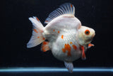 Giant Ryukin  Red White 6 Inch (ID#1220Ry7a-95)