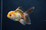 Juvenile Thai Oranda  Tricolor 4 Inch (ID#404T13b-64) Free2Day SHIPPING