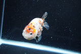 Ranchu  Calico 3.5 Inch (ID#1008R5c-81) Free2Day SHIPPING