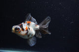 Butterfly  Calico 3.5 Inch (ID#228B8b-49) Free2Day SHIPPING