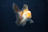 Juvenile Thai Oranda  Tricolor 4 Inch (ID#404T13b-64) Free2Day SHIPPING