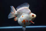 Giant Ryukin  Red White 6 Inch (ID#1220Ry7a-95)