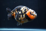 Milk Cow Ranchu  Calico 4.5 Inch (ID#1227R10c-88) Free2Day SHIPPING