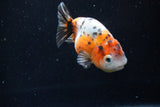 Ranchu  Calico 3.5 Inch (ID#1008R5c-81) Free2Day SHIPPING