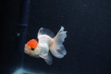 Baby Thai Oranda  Tricolor 3 Inch (ID#1015ToPTA-42) Free2Day SHIPPING