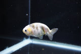 Baby Ranchu  Calico 2.5 Inch (ID#1112R9c-38) Free2Day SHIPPING