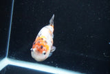 Ranchu  Calico 3.5 Inch (ID#1008R5c-81) Free2Day SHIPPING