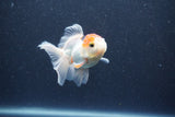 Baby Thai Oranda  Tricolor 3 Inch (ID#1015ToPTA-42) Free2Day SHIPPING