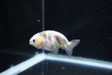 Baby Ranchu  Calico 2.5 Inch (ID#1112R9c-38) Free2Day SHIPPING