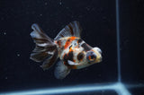 Butterfly  Calico 3.5 Inch (ID#228B8b-49) Free2Day SHIPPING