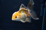 Juvenile Thai Oranda  Tricolor 4 Inch (ID#404T13b-64) Free2Day SHIPPING