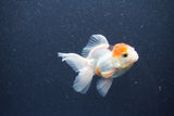 Baby Thai Oranda  Tricolor 3 Inch (ID#1015ToPTA-42) Free2Day SHIPPING