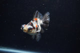 Butterfly  Calico 3.5 Inch (ID#228B8b-49) Free2Day SHIPPING