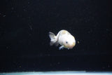 Baby Ranchu  Calico 2.5 Inch (ID#1112R9c-38) Free2Day SHIPPING