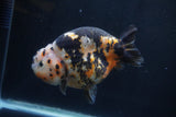 Milk Cow Ranchu  Calico 4.5 Inch (ID#1227R10c-88) Free2Day SHIPPING