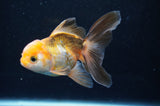 Juvenile Thai Oranda  Tricolor 4 Inch (ID#404T13b-64) Free2Day SHIPPING