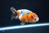 Ranchu  Calico 3.5 Inch (ID#1008R5c-81) Free2Day SHIPPING