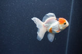 Baby Thai Oranda  Tricolor 3 Inch (ID#1015ToPTA-42) Free2Day SHIPPING