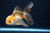 Juvenile Thai Oranda  Tricolor 4 Inch (ID#404T13b-64) Free2Day SHIPPING